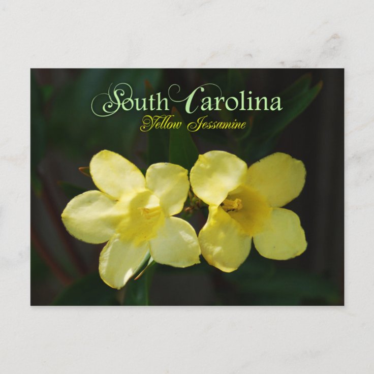 Cartão Postal Flor do Estado da Carolina do Sul: Amarelo Jessami |  Zazzle.com.br