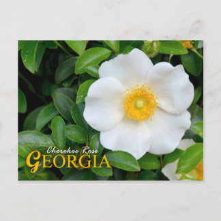 Cartão Postal Flor do Estado da Geórgia: Cherokee Rosa