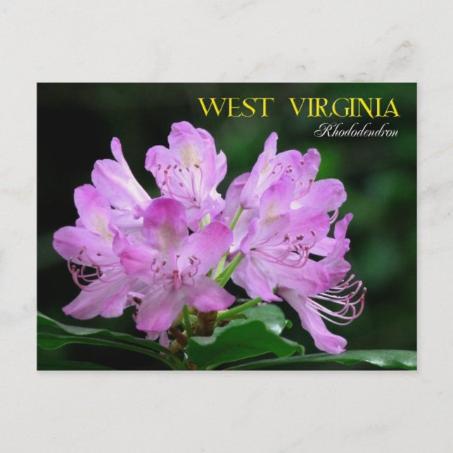 Cartão Postal Flor do Estado da Virgínia Ocidental: Rhododendron (Frente)