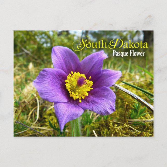 Cartão Postal Flor do Estado de Dakota do Sul: Pasque Flower (Frente)