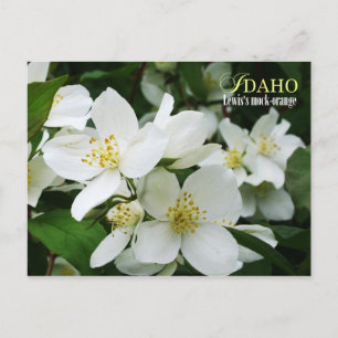Cartão Postal Flor do Estado de Idaho: Laranja-Mocha de Lewis