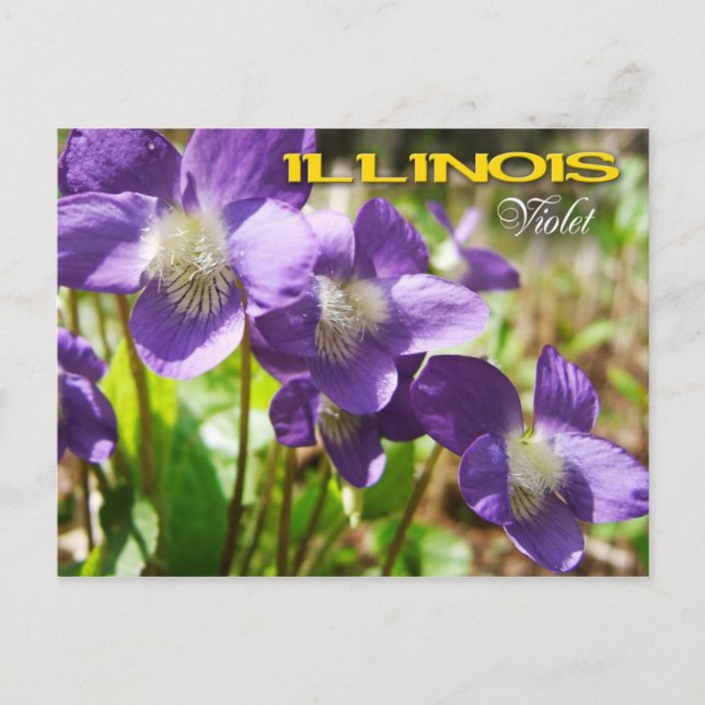 Cartão Postal Flor do Estado de Illinois: Violeta (Frente)