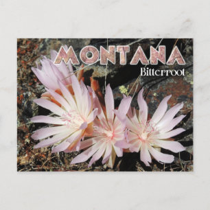 Cartão Postal Flor do estado de Montana: Bitterroot