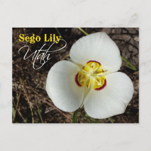 Cartão Postal Flor do Estado de Utah: Sego Lily