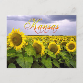 Cartão Postal Flor do Estado do Kansas - O Girassol