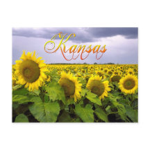 Flor do Estado do Kansas - O Girassol