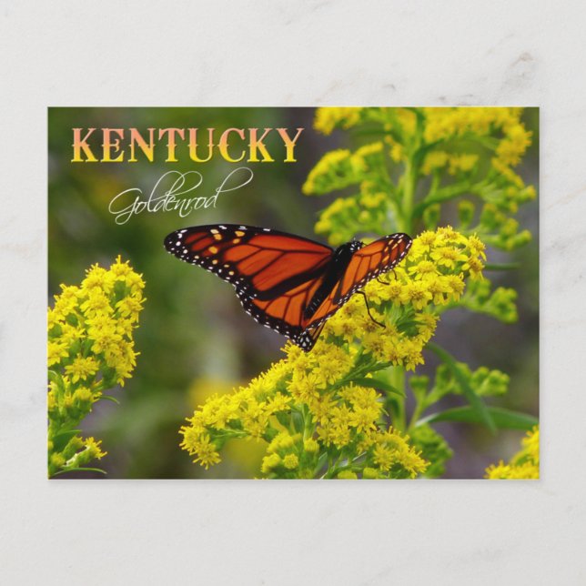Cartão Postal Flor do Estado do Kentucky: Goldenrod (Frente)