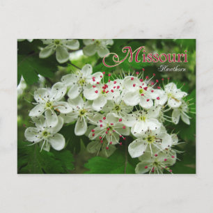 Cartão Postal Flor do Estado do Missouri: Hawthorn