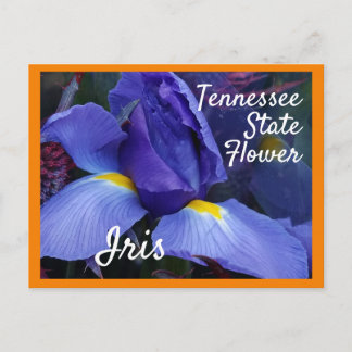 Cartão Postal Flor do Estado do Tennessee TN Iris