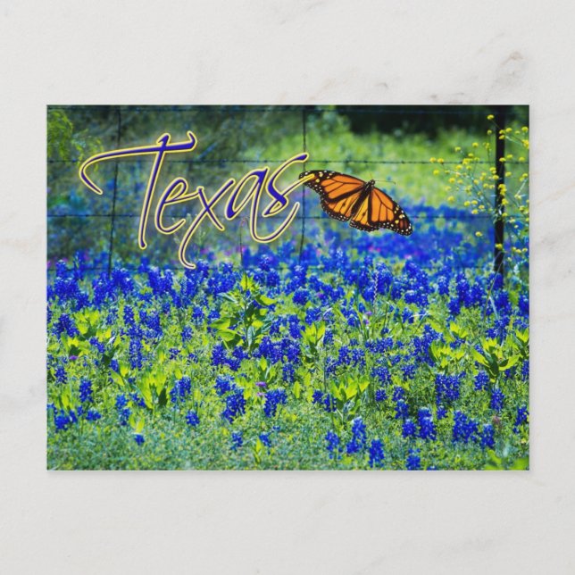 Cartão Postal Flor do Estado do Texas - Bluebonnets (Frente)