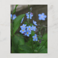 Flor do miosótis
