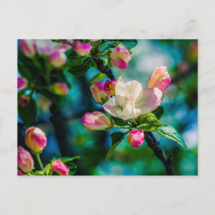Cartão Postal Flor e botões de maçarico