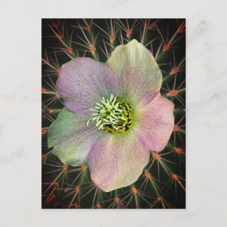 Cartão Postal Flor e gafanhoto