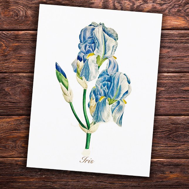 Cartão Postal Flor Elegante Antiga de Íris Azul Botânico (Criador carregado)