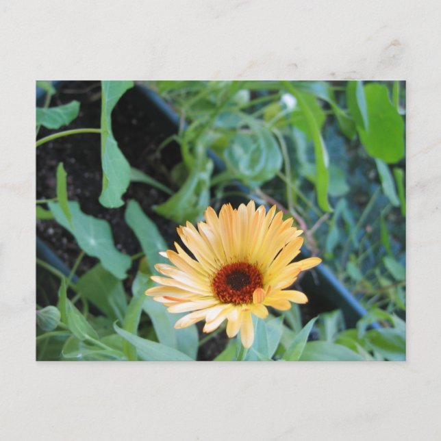 Cartão Postal Flor em Folhas Dois (Frente)