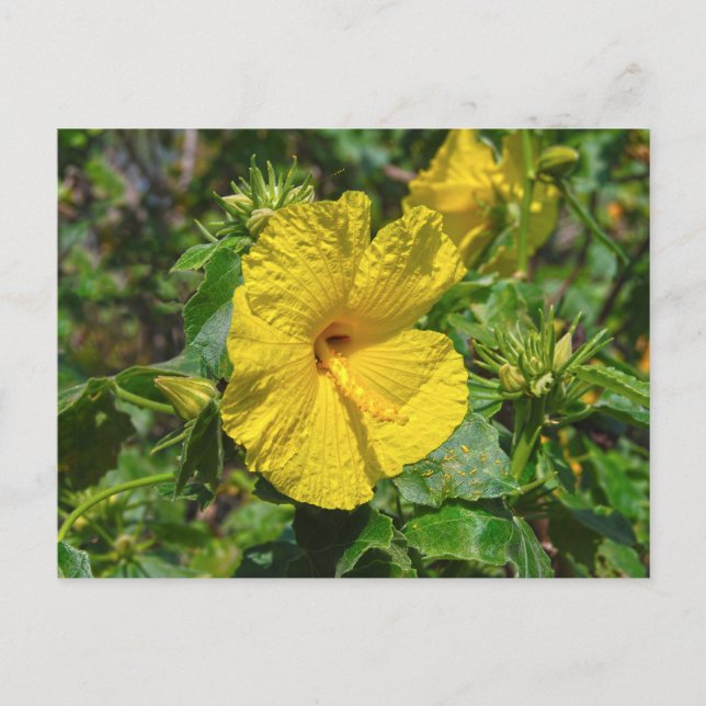 Cartão Postal Flor Estadual do Havaí - Hibiscus Amarelo (Frente)