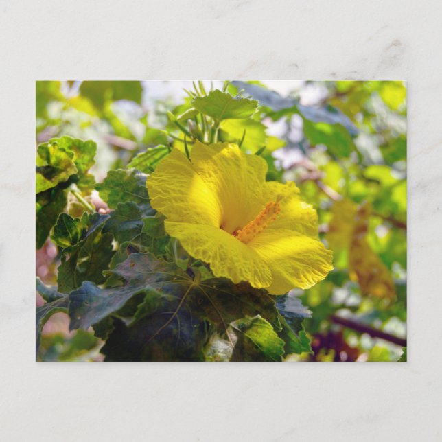 Cartão Postal Flor Estadual do Havaí - Hibiscus Amarelo (Frente)