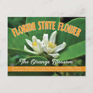 Cartão Postal Flor Estatal da Flórida Laranja