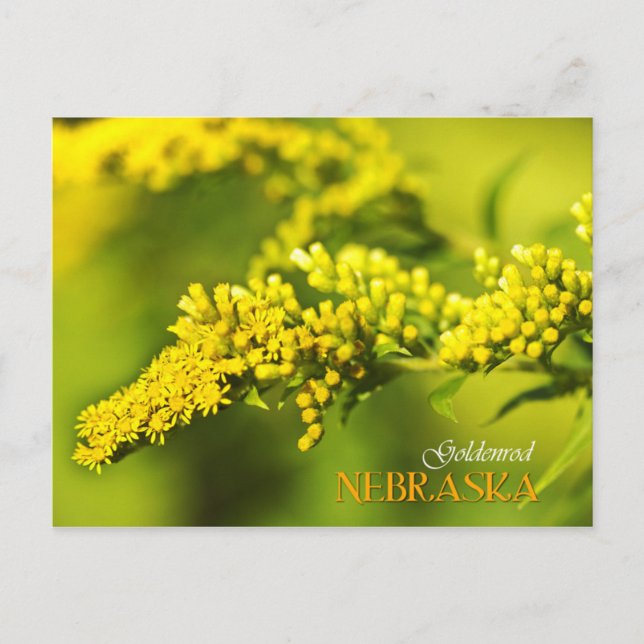 Cartão Postal Flor Estatal de Nebraska: Goldenrod (Frente)