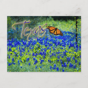 Cartão Postal Flor estatal do Texas - Bluebonnets