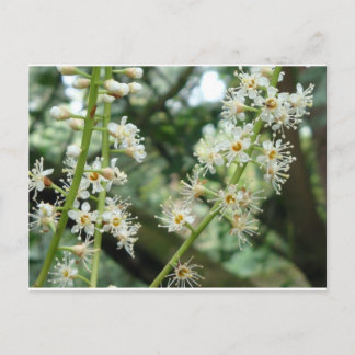 Cartão Postal Flor exótica na Irlanda