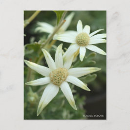 Cartão Postal Flor Flanela [Cartão Postal]