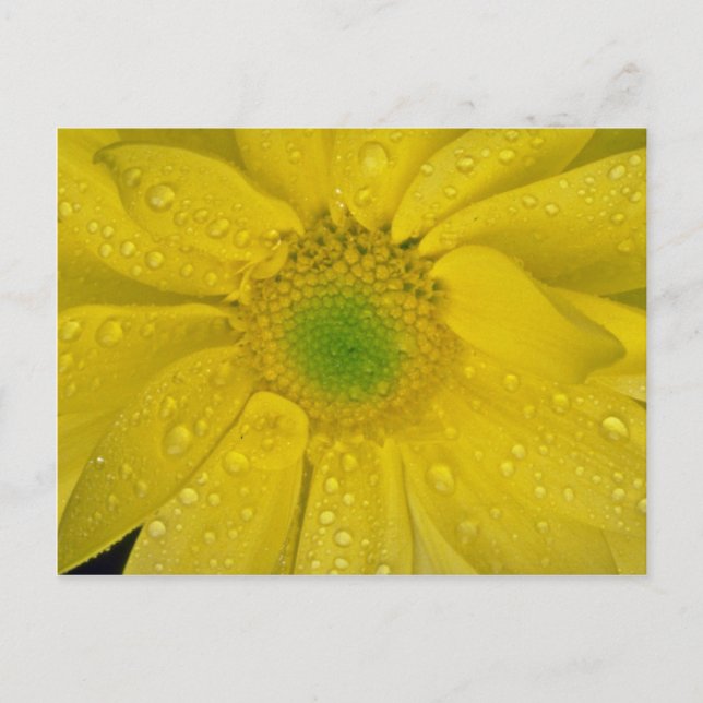 Cartão Postal Flor flores amarelas (Frente)