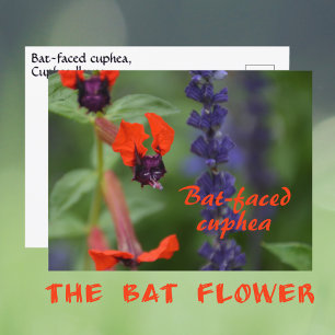 Cartão Postal Flor Fotográfica Botânica de Cuphea Cara de Morceg