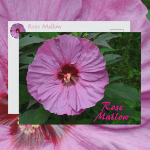 Cartão Postal Flor Fotográfico Botânico de Malva Rosa