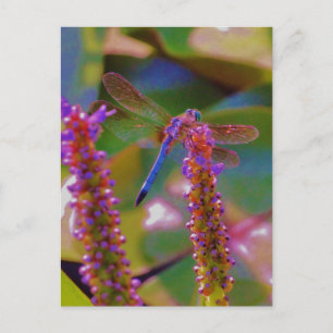Cartão Postal Flor fuchsia e mosca dragão