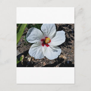 Cartão Postal Flor Hibiscus