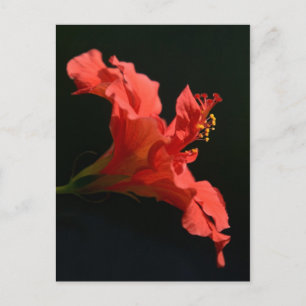 Cartão Postal Flor Hibiscus