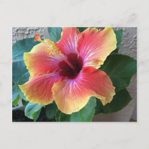 Cartão Postal Flor Hibiscus