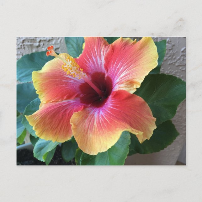 Cartão Postal Flor Hibiscus (Frente)