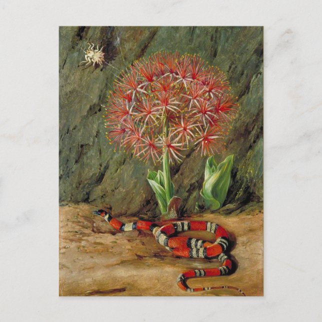 Cartão Postal Flor Imperiale Coral Cobra e Aranha (Frente)