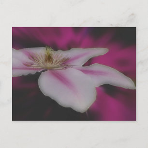 Cartão Postal Flor Intenso de Clematis Branca