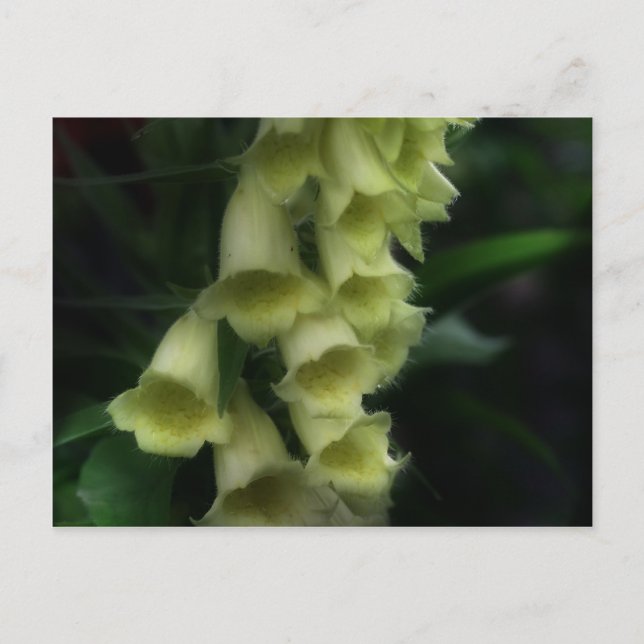 Cartão Postal Flor Intenso De Foxluvas (Frente)