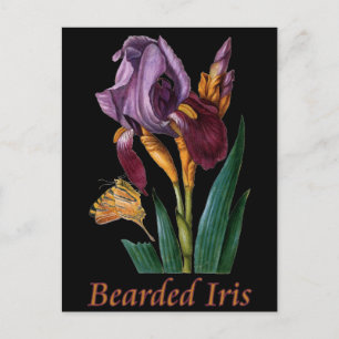 Cartão Postal Flor Íris Com Mancal