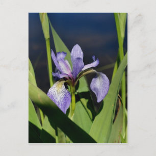 Cartão Postal Flor Iris de Sinalizador Azul Selvagem