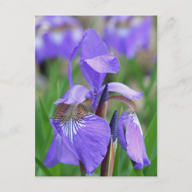 Cartão Postal Flor Iris de Sinalizador Azul Selvagem (Frente)