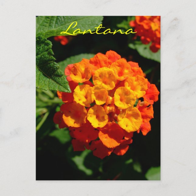 Cartão Postal Flor Lantana (Frente)