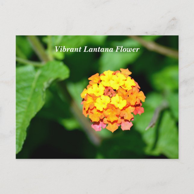 Cartão Postal Flor Lantana de cor clara (Frente)