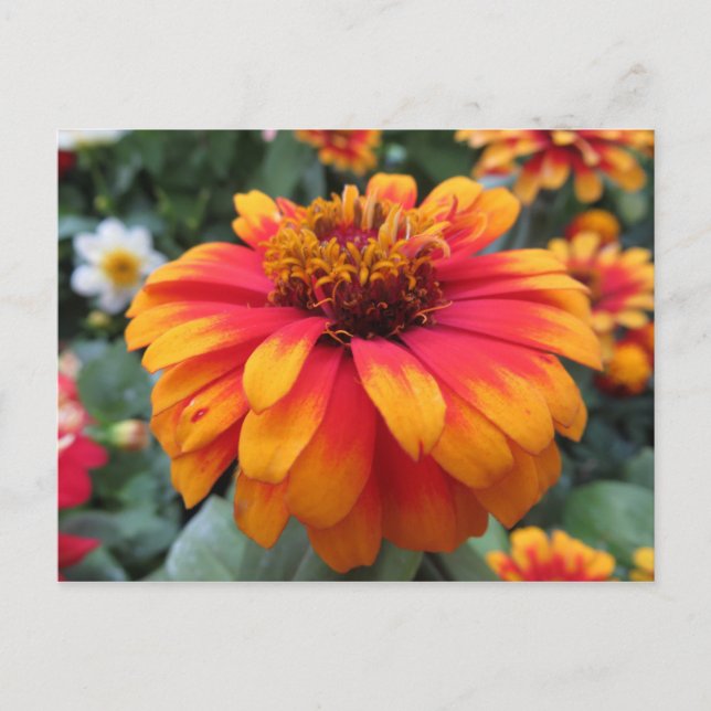 Cartão Postal Flor Laranja (Frente)