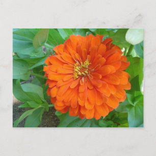 Cartão Postal Flor Laranja