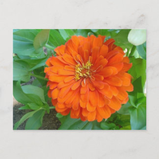 Cartão Postal Flor Laranja