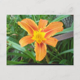 Cartão Postal Flor Laranja