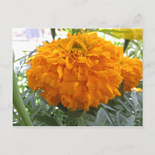 Cartão Postal Flor Laranja (Frente)