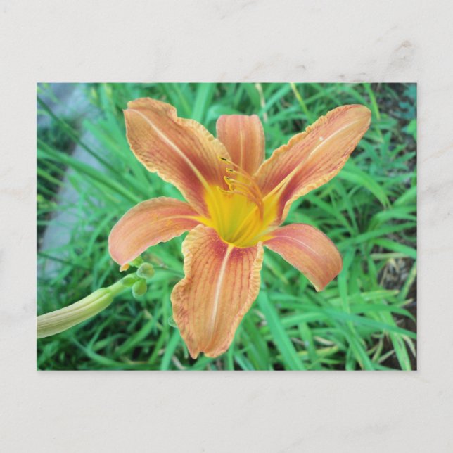 Cartão Postal Flor Laranja 2 (Frente)