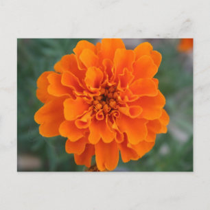 Cartão Postal Flor Laranja Brilhante
