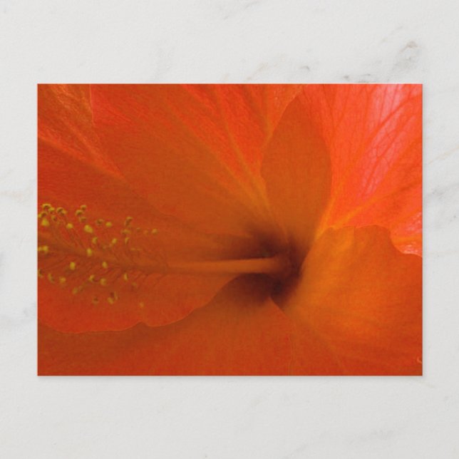 Cartão Postal Flor Laranja Hibiscus (Frente)